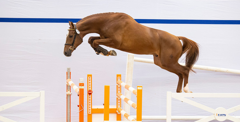 Strong pedigrees represent KWPN Select Sale