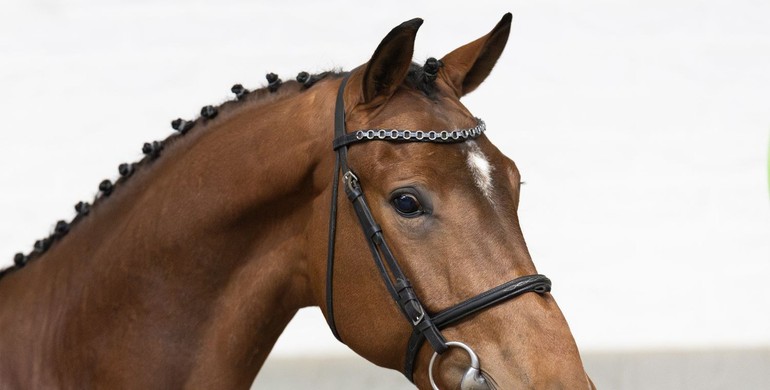Premium broodmares, promising young horses, and exclusive embryos at Paardenveilingonline