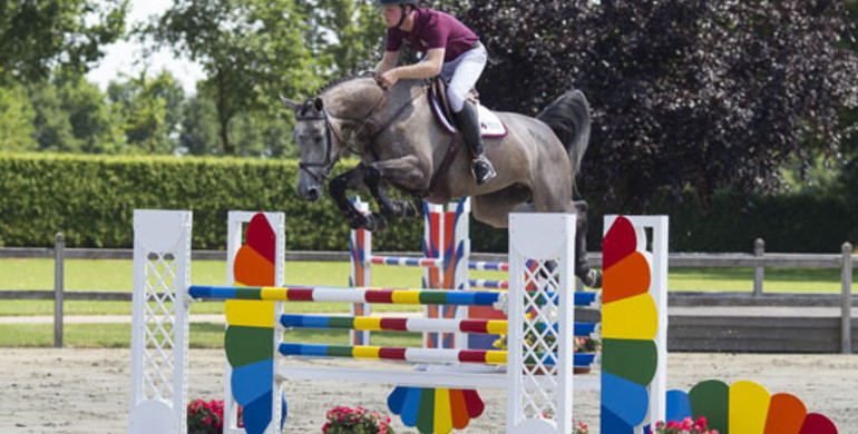 Advertisement; The Collection for the Dutch Sport Horse Sales is online