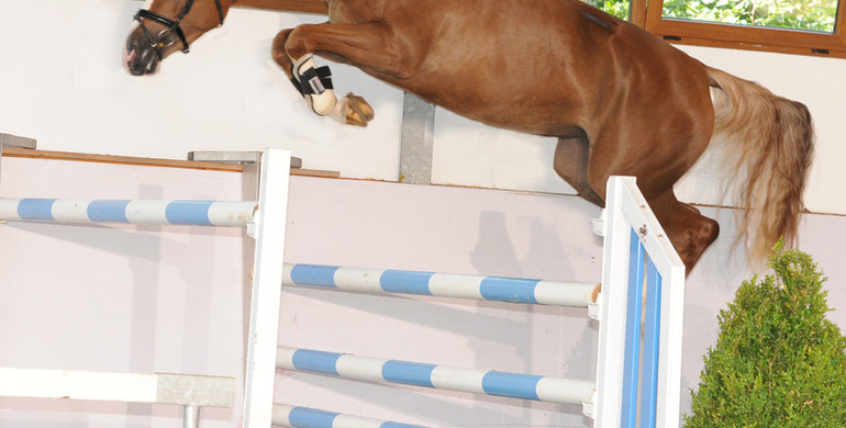 In The Spotlight – Qualite selling at Brightwells Elite August Auction