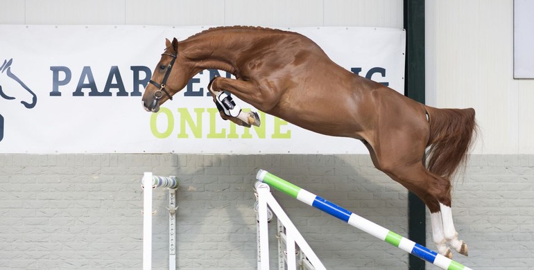 From young talent to sport horse – Unique opportunities at Paardenveilingonline