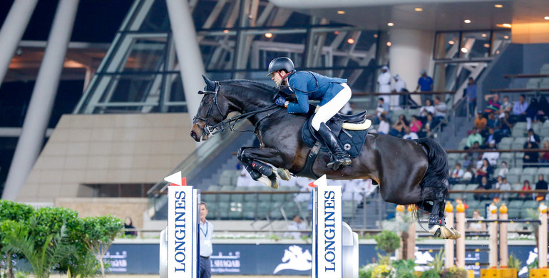 Why Chadino is one of the best showjumping sires in the world