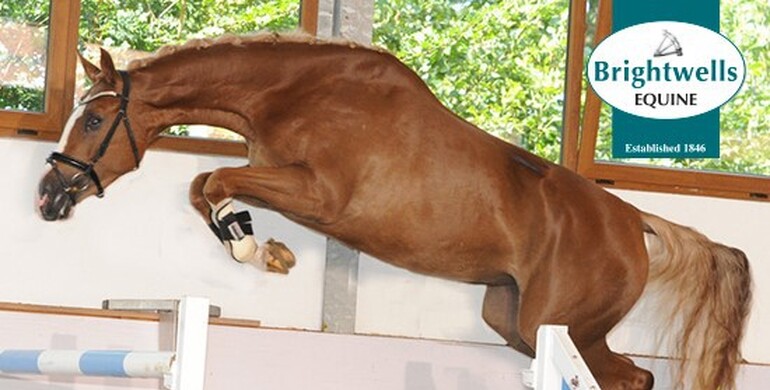 Advertisement; Records Tumble at Brightwells Elite August Sale at Addington