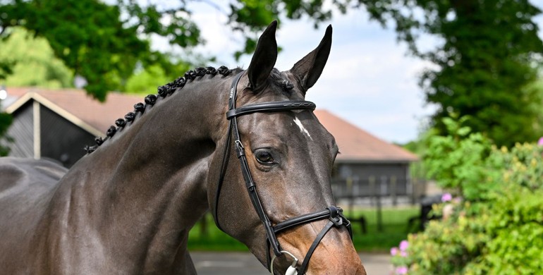 Last chance this spring: Top collection of young showjumpers at Paardenveilingonline