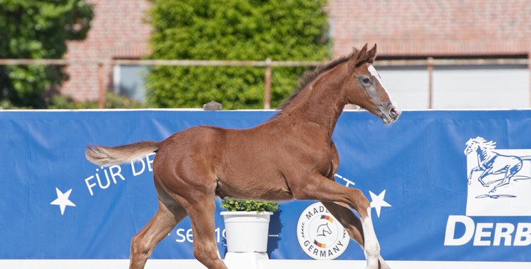 Holsteiner Foal Auction Sale at the Hamburg Derby: In the footsteps of Livius, Collin and Co.