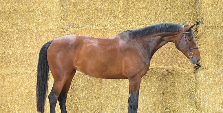 Renewed concept DHT: Online auction every 3 weeks