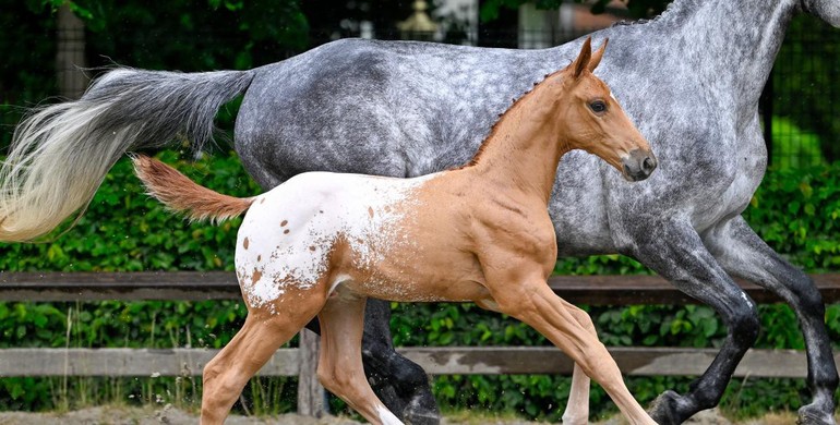 Olympic mare and 35 foals in Saturday’s Flanders Foal Auction