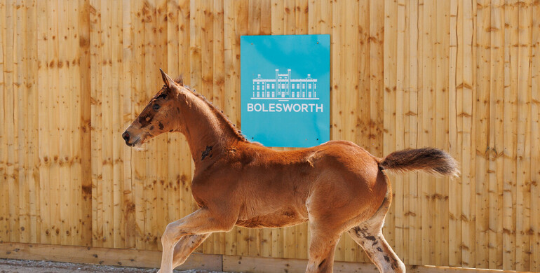Bolesworth Elite Auction: Under two weeks to go!