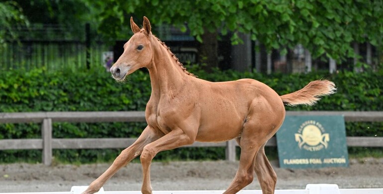 Tonight: Flanders Foal Auction’s excitement at Peelbergen