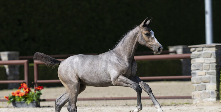 15 foals in the first Trigon Foal Auction of 2025