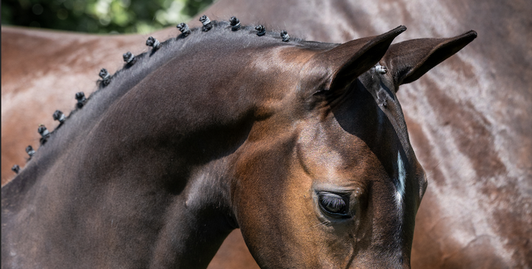 Unique showjumping foal collection now online at Paardenveilingonline