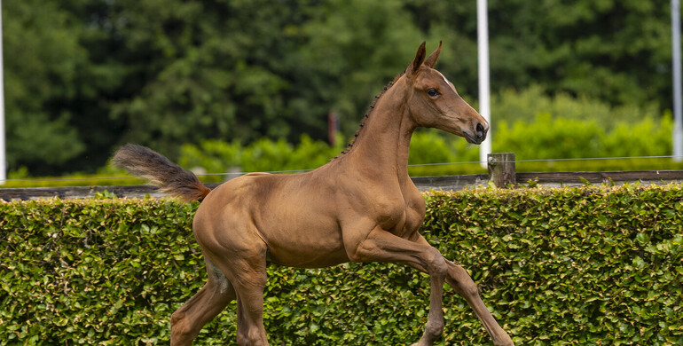 More than a century of expertise on show in the De Wolden Summer Sale Foal Collection