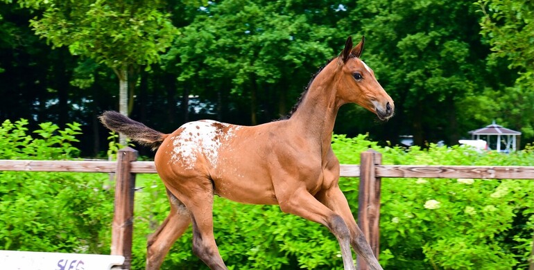 SLF Summer Auction presents talented foals, youngsters, & ridden horses on July 21, 22 & 23