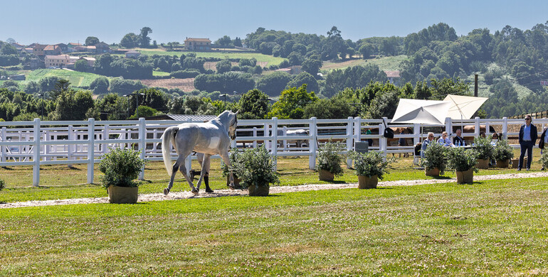 88 of 90 horses deemed fit to compete at the 2025 Longines FEI Jumping European Championship