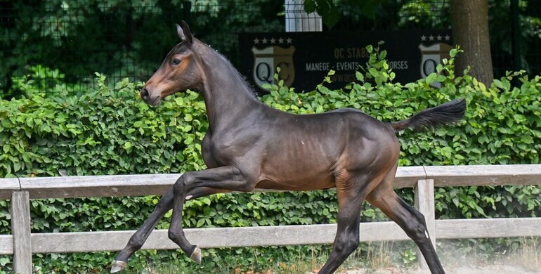 All eyes on Germany: Flanders Foal Auction raises the bar