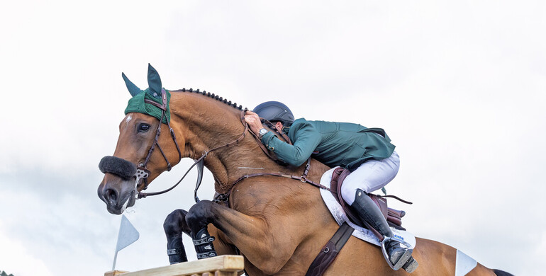 From youngster to international Grand Prix horse: Qonquest de Rigo