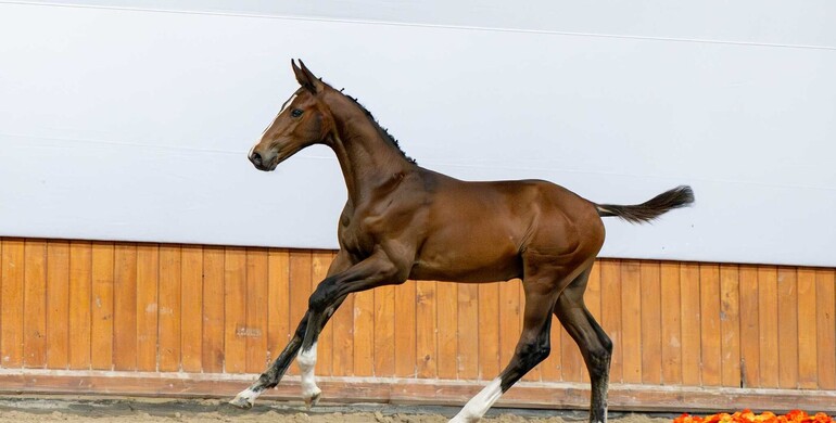 The stellar collection of the Baborówko Foal Auction 2025