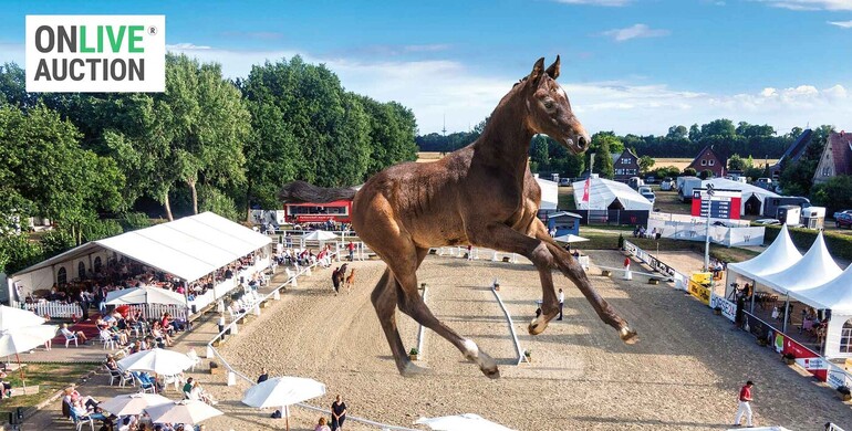Westphalian OnLive auction for jumping foals during the Westphalian Week 2025