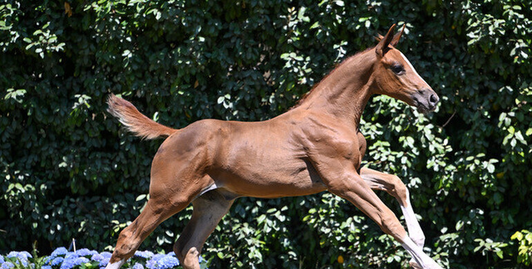 Independent analysis confirms: No other auction delivers as many top-level sport horses as Belgian Foal Auction!