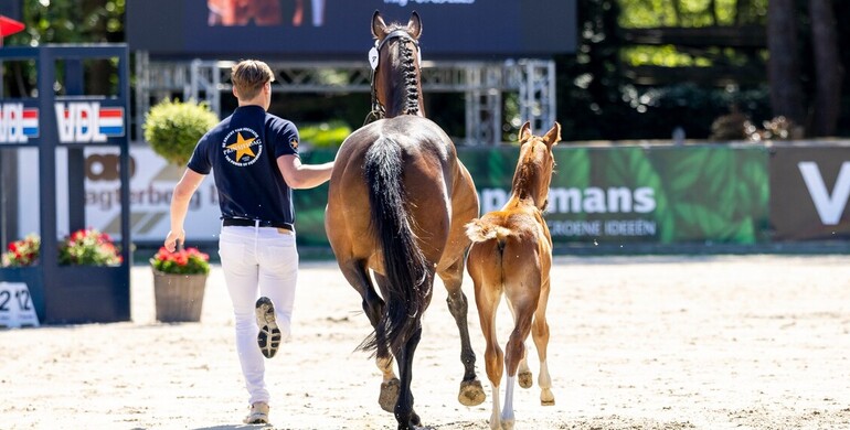 Foal Auction Prinsjesdag x CSI Houten: From European gold medalists to half-sister to Chacco-Blue