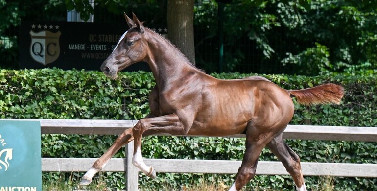 Flanders Foal Auction: Top embryos, a World Championship mare and exceptional foals