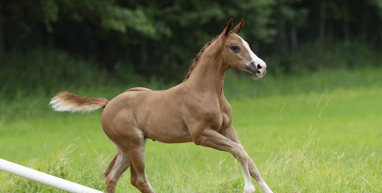 StuDutch Auction: Chacco-Blue, United Touch, Explosion W, Dubai du Cedre…