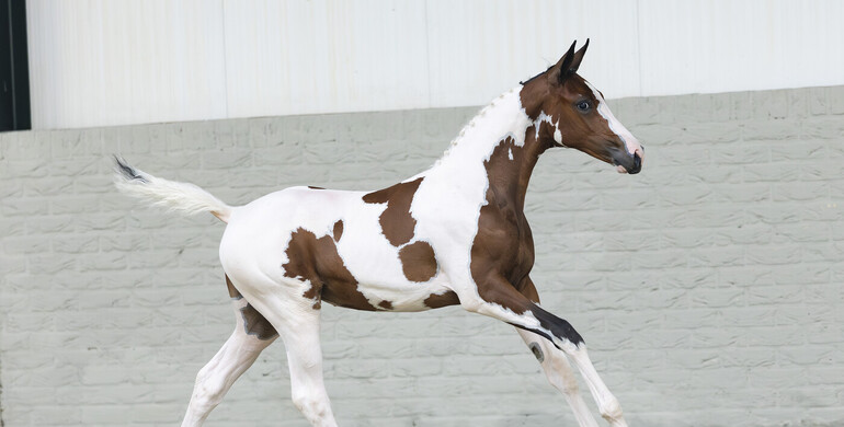 Future showjumping champions under the virtual hammer at Paardenveilingonline
