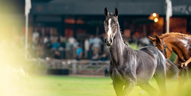 World-class genetics go under the hammer: Eleven elite foals to captivate a global audience at Brussels Stephex Masters