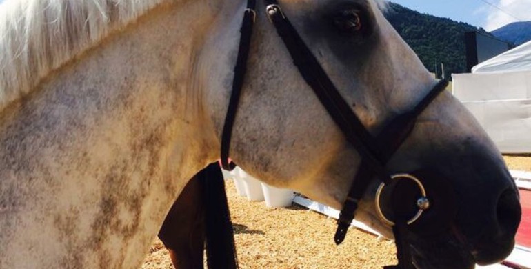 New horse for Bertram Allen