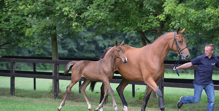 Advertisement; The first 'Foal Auction 111' a big success