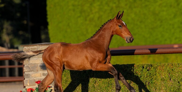 Trigon Auctions brings together elite performance genetics