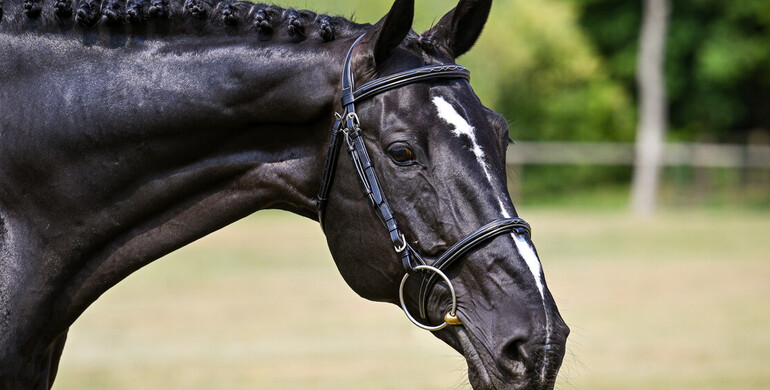 Parido Auction: Book your TRIALS + the mare DIRTY SWEET is the Wild Card of this edition!