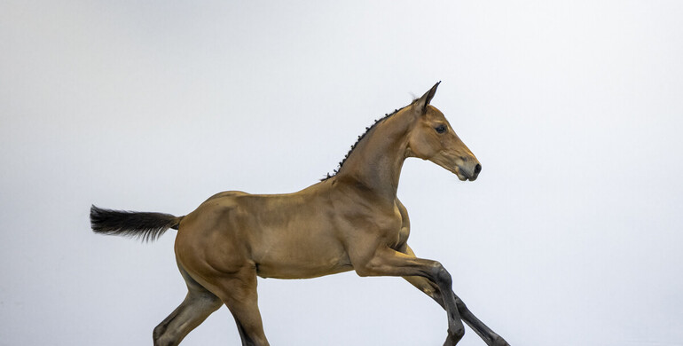 Foal Auction Prinsjesdag: Legendary bloodlines of Usha van’t Roosakker, Ratina Z and Glamour Girl within reach