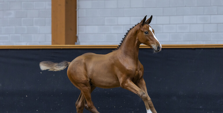 Limburg Foal Auction presents the next generation