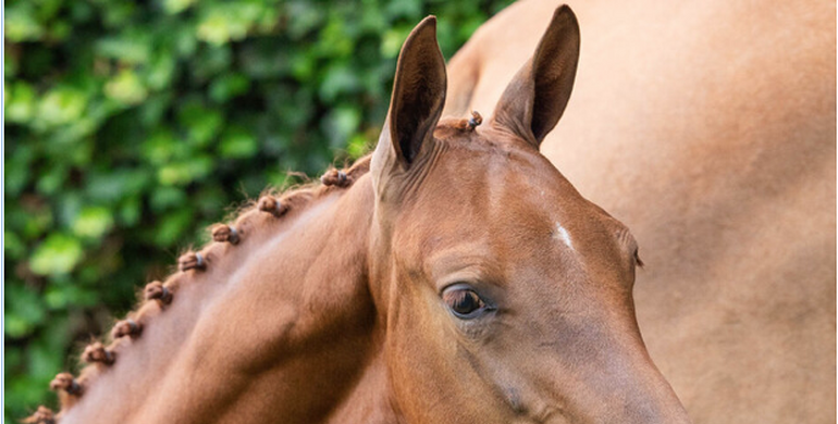 Final chance this year: Paardenveilingonline wraps up the foal season with a top collection