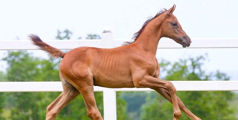 Haras d’Ick Auction, a label of quality!