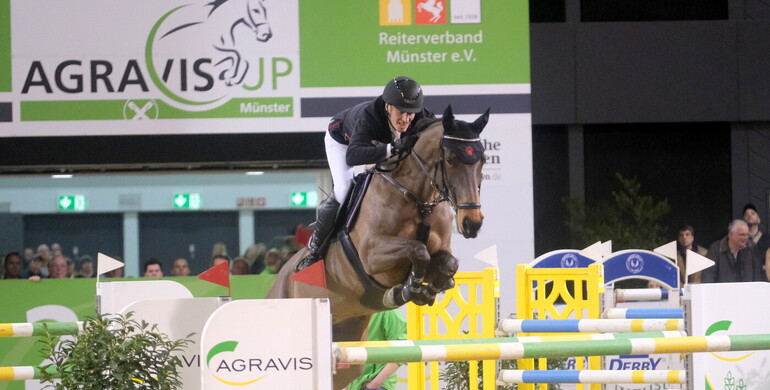 Westphalian OnLive Autumn Auction 2025 for riding horses on October 5th in Münster-Handorf