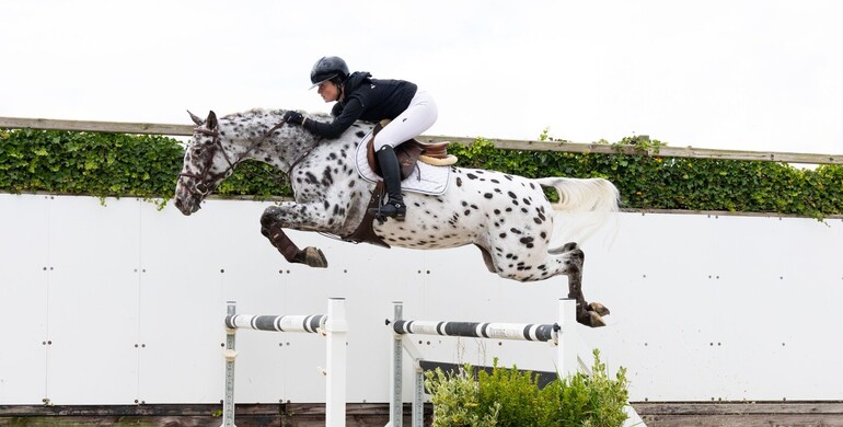 Youhorse.auction today and tomorrow: Featuring true stars and great bargains