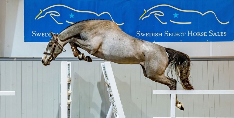 Swedish Select Horse Sales: Bidding opens today at 12:00!