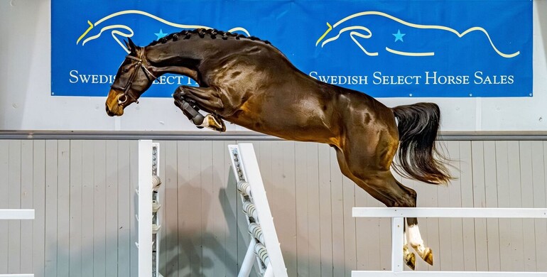 Swedish Select Horse Sales: Discover future showjumping stars at the 21th edition online auction!