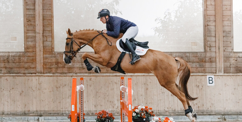 Equest Auction 4th edition - Sport horses ranging from young talents to GP prospects as well as exclusive implanted embryos