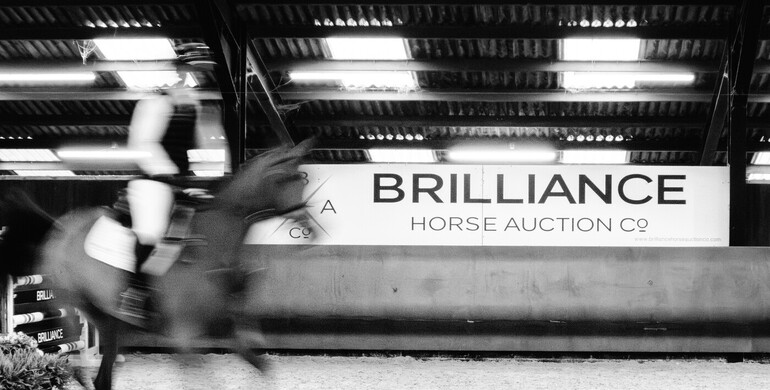 Welcome to the 4th edition of The Brilliance Horse Auction