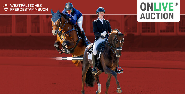 Today: OnLive Auction during the Westphalian Main Licensing for riding horse stallions 2025 in Münster-Handorf