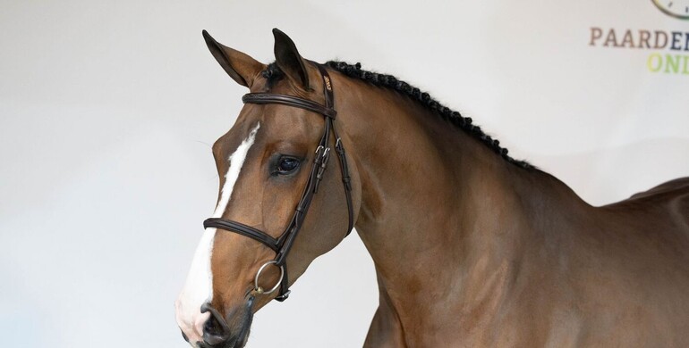 Paardenveilingonline: Final auction of the year - young talent & embryos