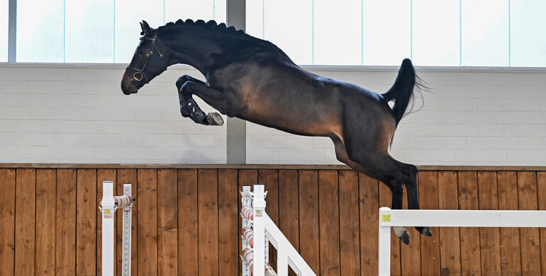 Christmas Free Jumping Sale to debut at Sentower Park on December 17