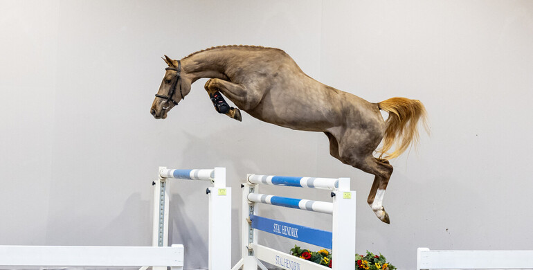 HX Auctions unveils the showjumping talents of tomorrow