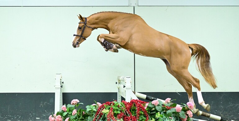 A last-minute gift that jumps: SLF Christmas Auction returns with exclusive young and ridden showjumpers