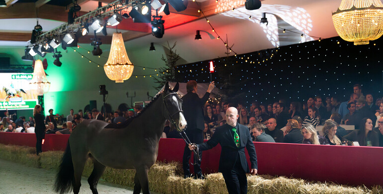 Tonight at the Suus Kuyten Auctions: Christmas, approved stallions and World Championship finalists