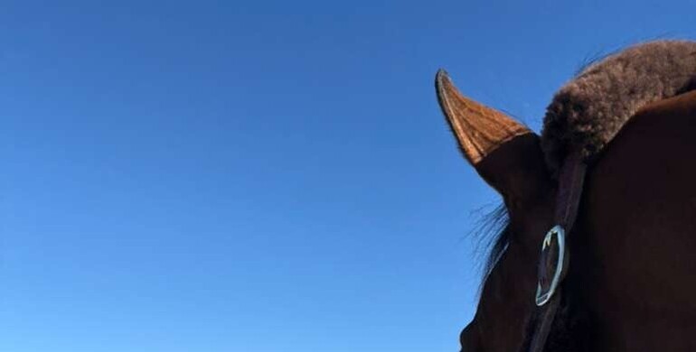 The WoSJ Blog – From LAX to CHI Geneva with Tessa Falanga