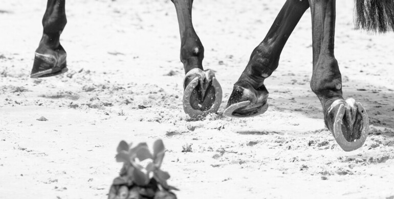 Science & showjumping – movement, grip, and soundness
